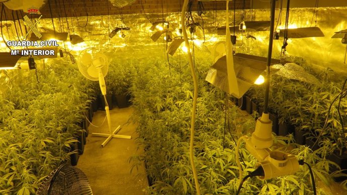 Desmantelan plantación de marihuana en el Casar de Escalona