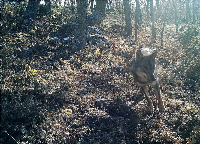 Ejemplar de lobo en Cantabria