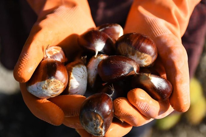 Castañas, producto típico de la gastronomía de la Serranía