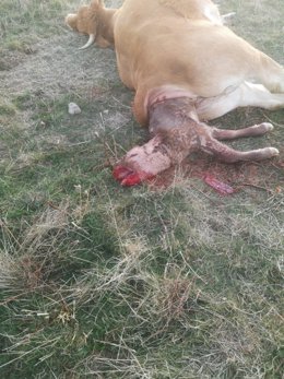 Animal atacado por fauna salvaje en la explotación ganadera de San Pedro de Rozados.