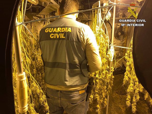La Guardia Civil desmantela una plantación de marihuana ubicada en un chalet de lujo de Altea