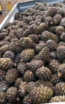 Piñas intervenidas por la Guardia Civil.