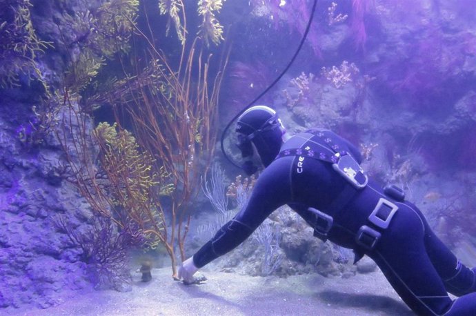 Buzo instalando corales en el Oceanogrfic