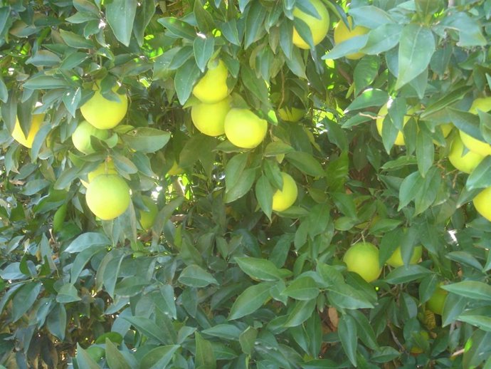 El ámbito agrario se lleva las mayores inversiones de la Junta en Córdoba para 2021.