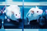 Foto: Un nuevo enfoque terapéutico consiguen curar la EPOC en ratones