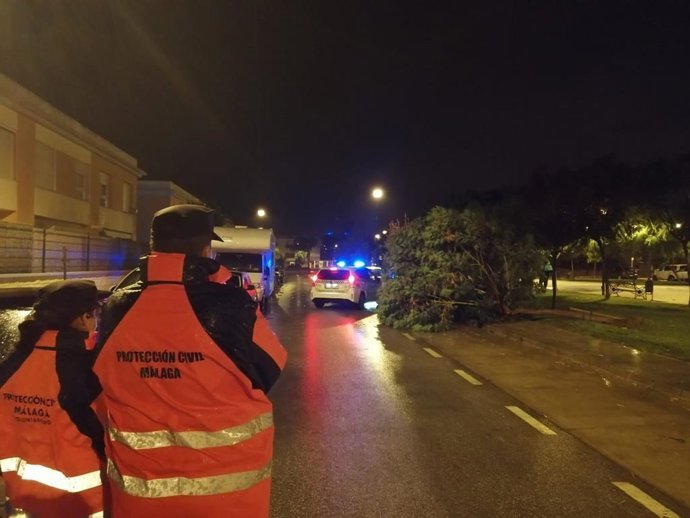 Efectivos de Protección Civil de Málaga observan un árbol caído ante las rachas de viento y lluvia durante la noche