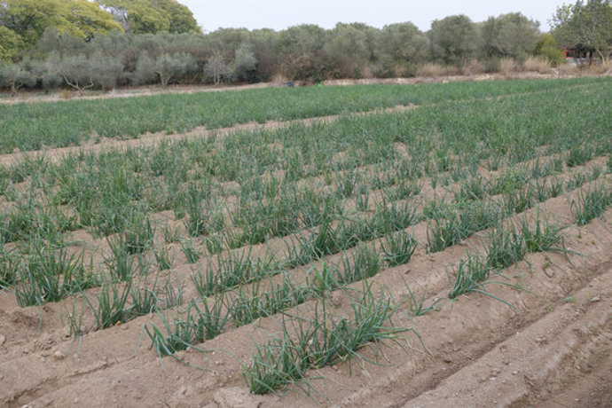 Pla general d'un camp de calots a Valls, en l'inici de temporada. Imatge del 4 de novembre del 2020. (Horitzontal)
