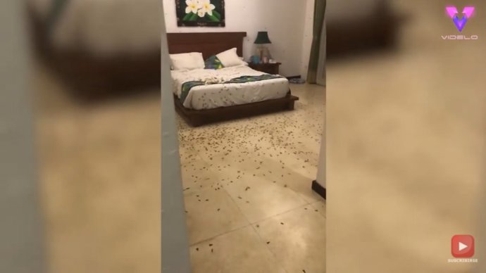 Salen a dar un paseo y al volver se encuentran su habitación de hotel llena de insectos