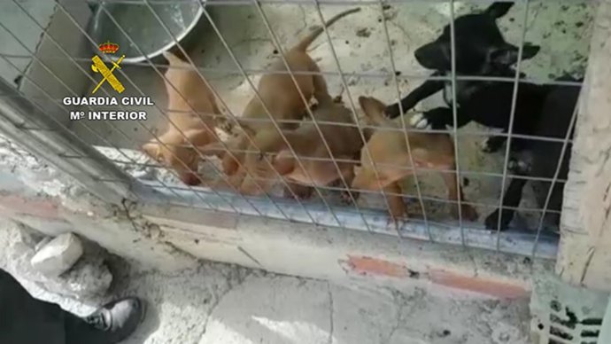Algunos de los cachorros rescatados por la Guardia Civil en Baena.