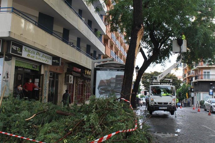 Una rama de árbol caída en la plaza Quintero Bez de Huelva por la tormenta de este martes.