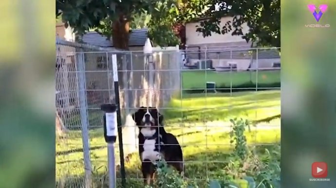 El nuevo corte de pelo de esta joven hace que su perro reaccione con ella como con un extraño