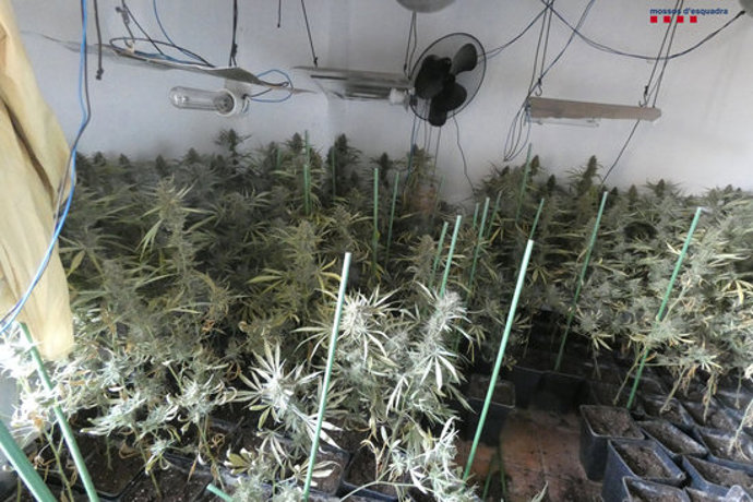 Pla general de la plantació de marihuana que els Mossos d'Esquadra han desmantellat en una masia d'Avinyonet de Puigventós el 27 d'octubre de 2020 (Horitzontal)