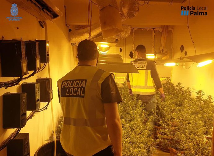 Desmantelan una plantación de marihuana con 300 plantas oculta en una casa de Es Vivero