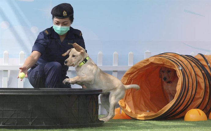 Entrenamiento canino en un centro de Hong Kong.