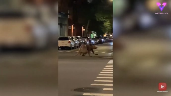 Filman a un hombre disfrazado de rata cruzando una calle en Nueva York