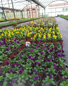 El vivero de la Diputación de Cáceres reparte flores de invierno a los ayuntamientos de la provincia