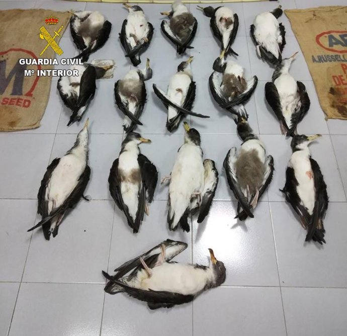 La Guardia Civil detuvo a dos personas en Fuerteventura por un delito contra la flora y la fauna al cazar pardelas