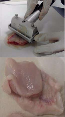 Corte mediante mucotomo de mucosa bucal porcina para estudios ex vivo.