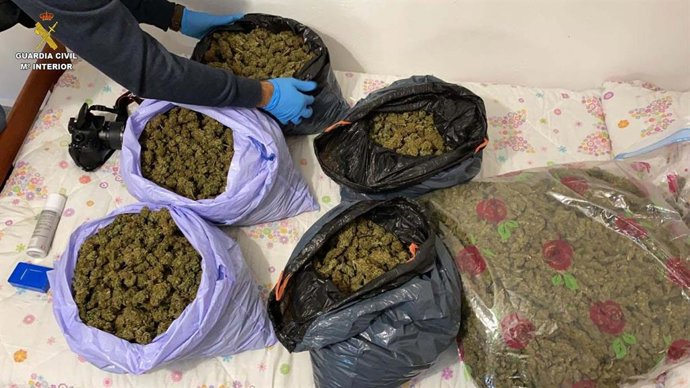 Plantas de marihuana intervenida por la Guardia Civil.