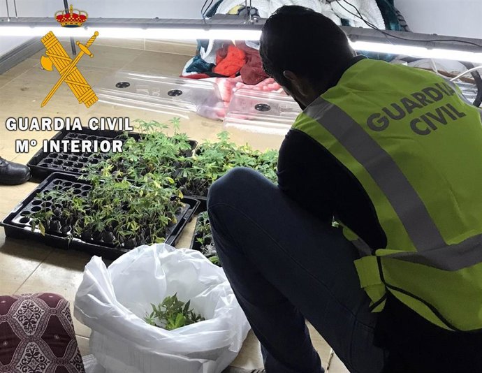 Intervención de esquejes de marihuana