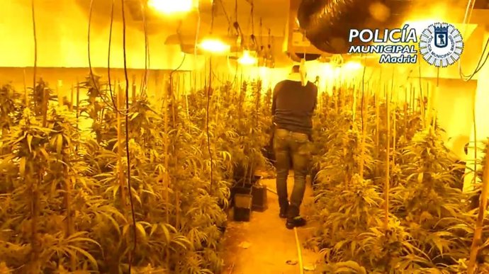 Hallan 191 plantas de marihuana en un trastero de Usera cuando investigaban un enganche ilegal de luz