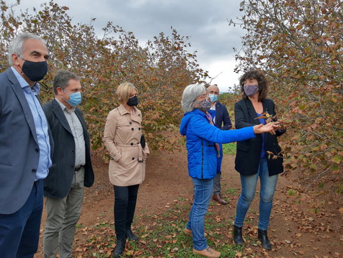 La consellera d'Agricultura, Teresa Jord, en un camp d'avellaners de l'IRTA Mas Bové a Reus, durant la presentació de l'Oficina Tcnica de l'Avellana. Imatge del 6 de novembre del 2020. (Horitzontal)