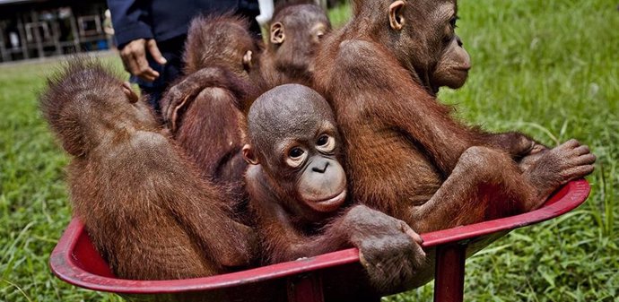 Bebés orangutanes en Kalimantan Central. La expansión de las plantaciones de palma aceitera está destruyendo su hábitat forestal.