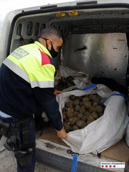 Pla general de les pinyes recollectades que duien a l'interior de la furgoneta. Imatge del 6 de novembre del 2020. (Vertical)