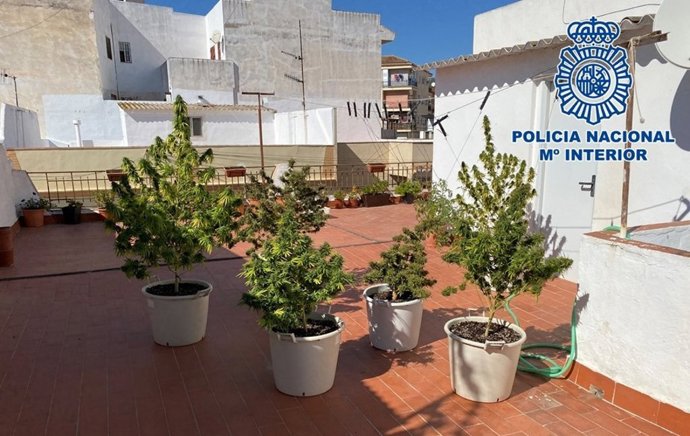 Macetas de marihuana incautadas en una terraza de Motril