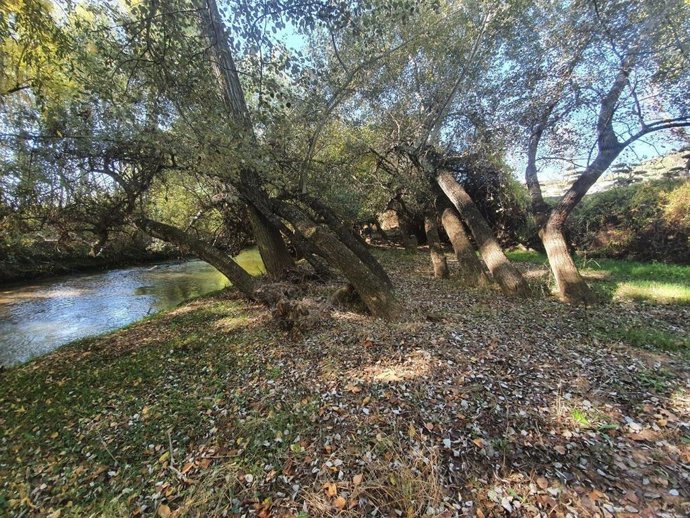 Ribera del Guadalquivir en la que se adecua el sendero.