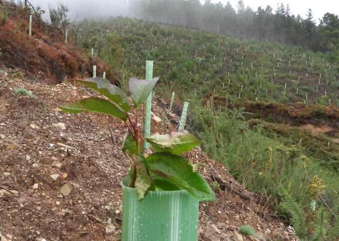 Plantación en O Courel para recuperar el hábital del oso pardo