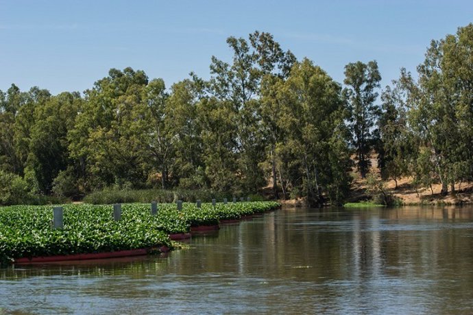 Camalote en el río Guadiana