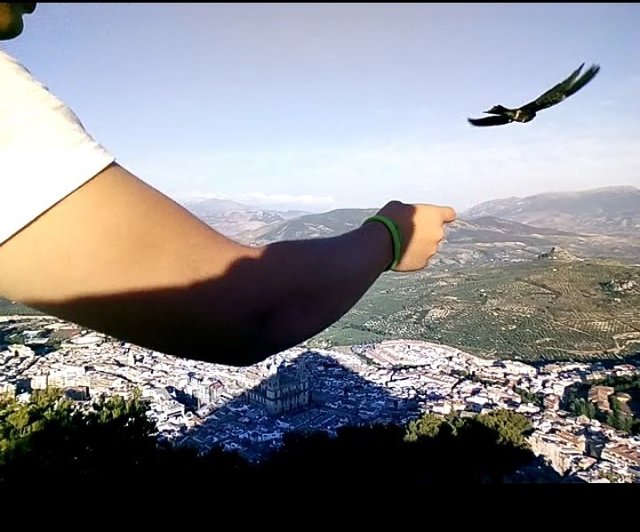 Un menor del centro Las Lagunillas participa en la suelta de un ave.