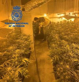 Nota Prensa E Imagen: "La Policía Nacional Detiene A Cinco Personas Y Desmantela Dos Sofisticados Laboratorios De Cultivo De Marihuana "