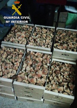 Sucesos.- Dos hombres intentan pasar 70 kg de níscalos de Segovia a Madrid con el permiso de recolección de otra persona