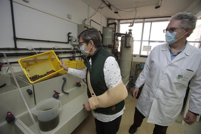 El robo de más de 5000 ejemplares de berberecho frena un proyecto de investigación gallego