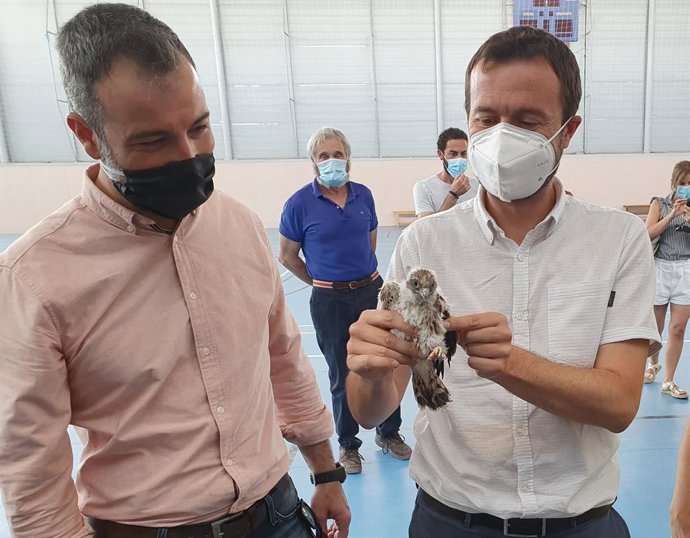 Declaradas zonas ZEPA dos iglesias en Almodóvar del Campo y su pedanía Tirteafuera para las aves de cernícalo primilla