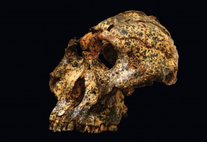 Cráneo de Drimolen DNH 155