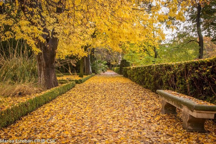 Caminos del Real Jardín Botánico con celtis sinensis. El Botánico organiza visitas para conocer las hojas del otoño.