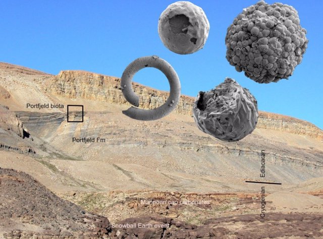 Fosiles retrasan la aparición de animales en la Tierra a hace 570 millones de años