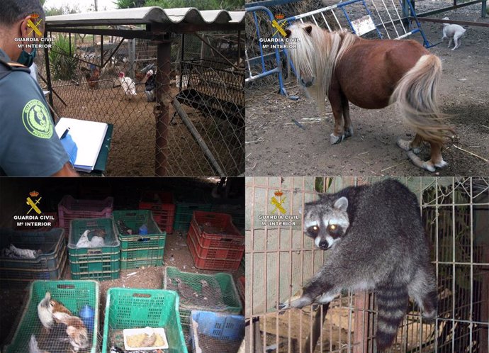La Guardia Civil Desmantela Un Núcleo Zoológico Clandestino Con 572 Animales En Lorca