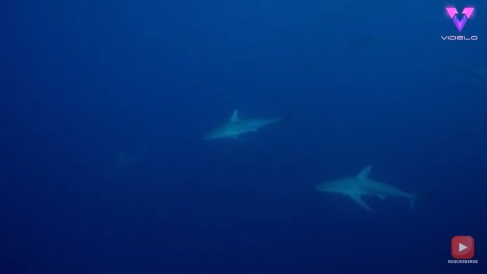 Un equipo de buzos se topa con un muro formado por cientos de tiburones