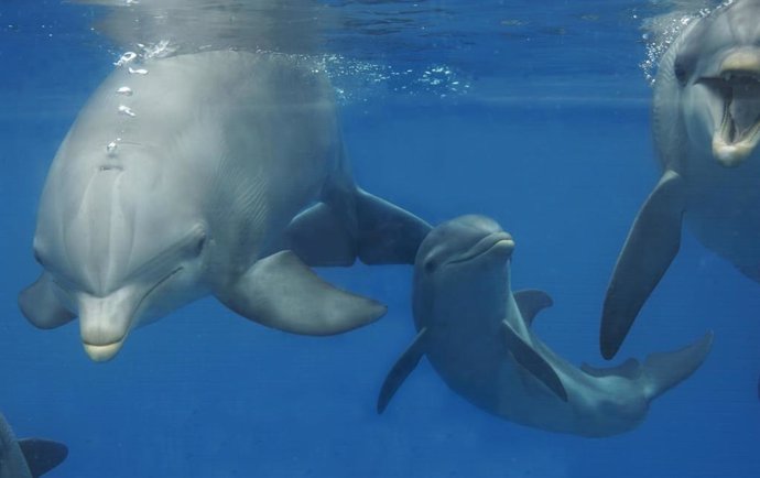 El delfín nacido el l'oceanogrfic en el confinamiento