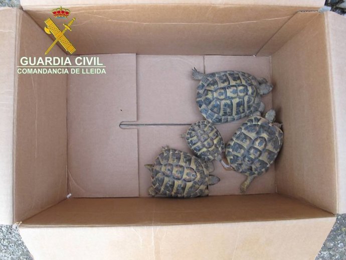 Tortugas intervenidas por la Guardia Civil en Térmens