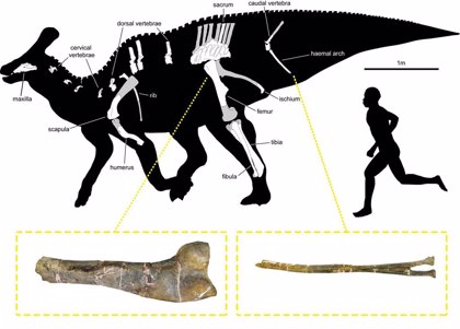 Hallados nuevos fósiles de un dinosaurio de 'pico de pato' de los Pirineos Hallados nuevos fósiles de un dinosaurio de 'pico de pato' de los Pirineos