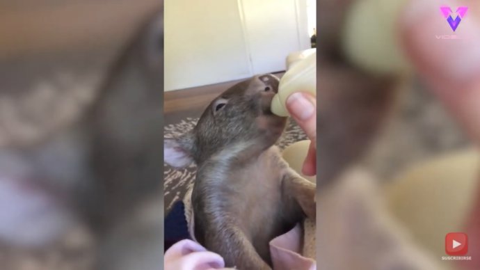 Brindabella, la wombat huérfana que se prepara para volver a la naturaleza