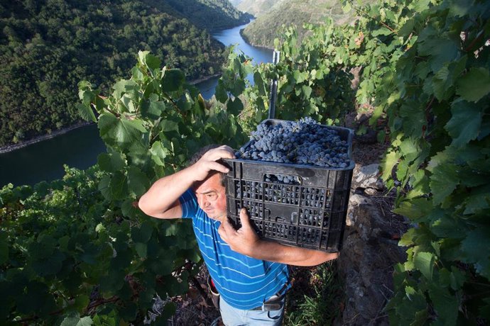Un vendimiador transporta en una caja parte de la cosecha recogida en el viñedo de la Bodega Algueira de la D.O. Ribeira Sacra de Lugo durante la temporada 2020