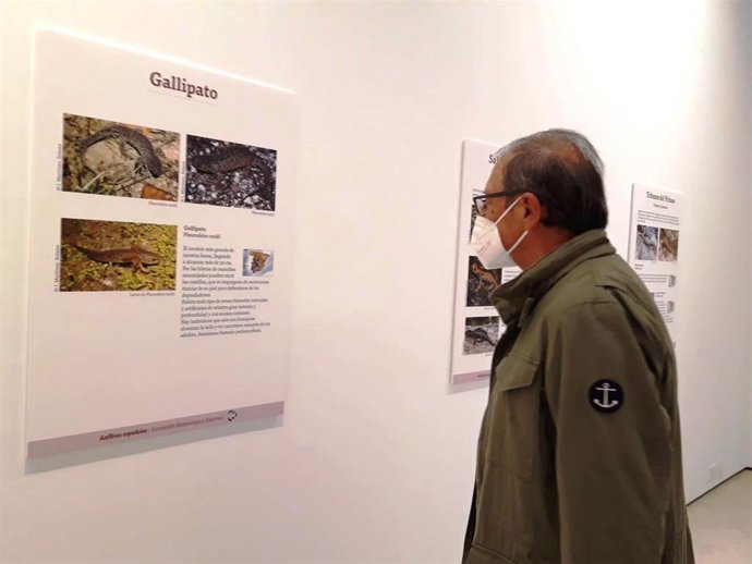 Una exposición permite conocer la variedad y singularidad de los anfibios y alerta sobre su riesgo de desaparición