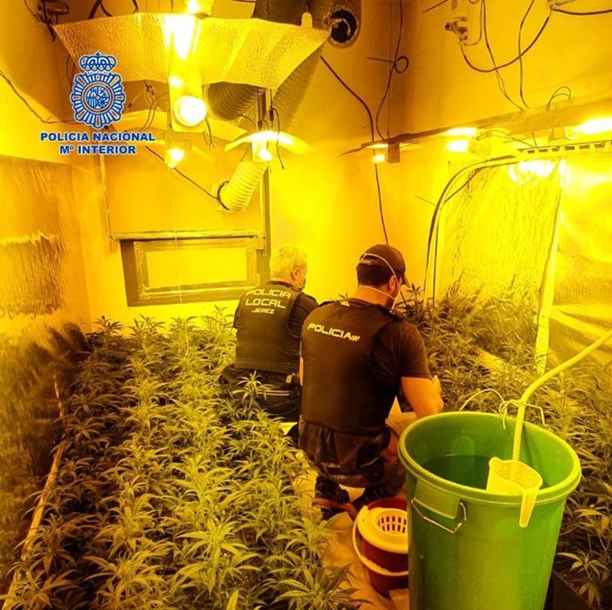 Nota De Prensa: Desmanteladas Varias Plantaciones De Marihuana Instaladas En Cuatro Viviendas Protegidas Adjudicadas En Régimen De Alquiler
