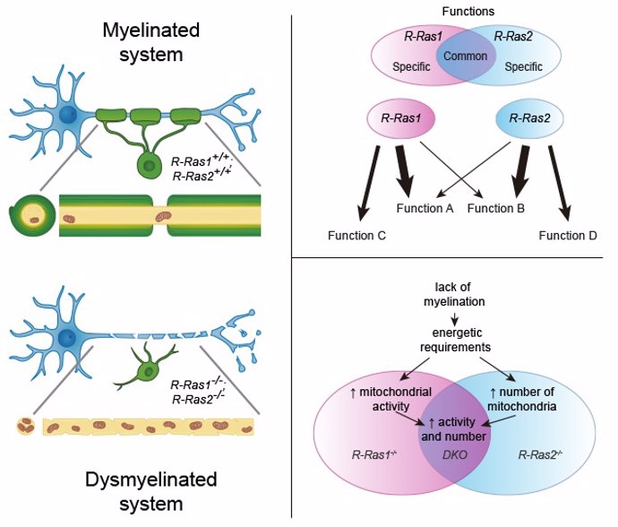 Describen un nuevo modelo para el estudio de patologías que afectan a la mielinización
